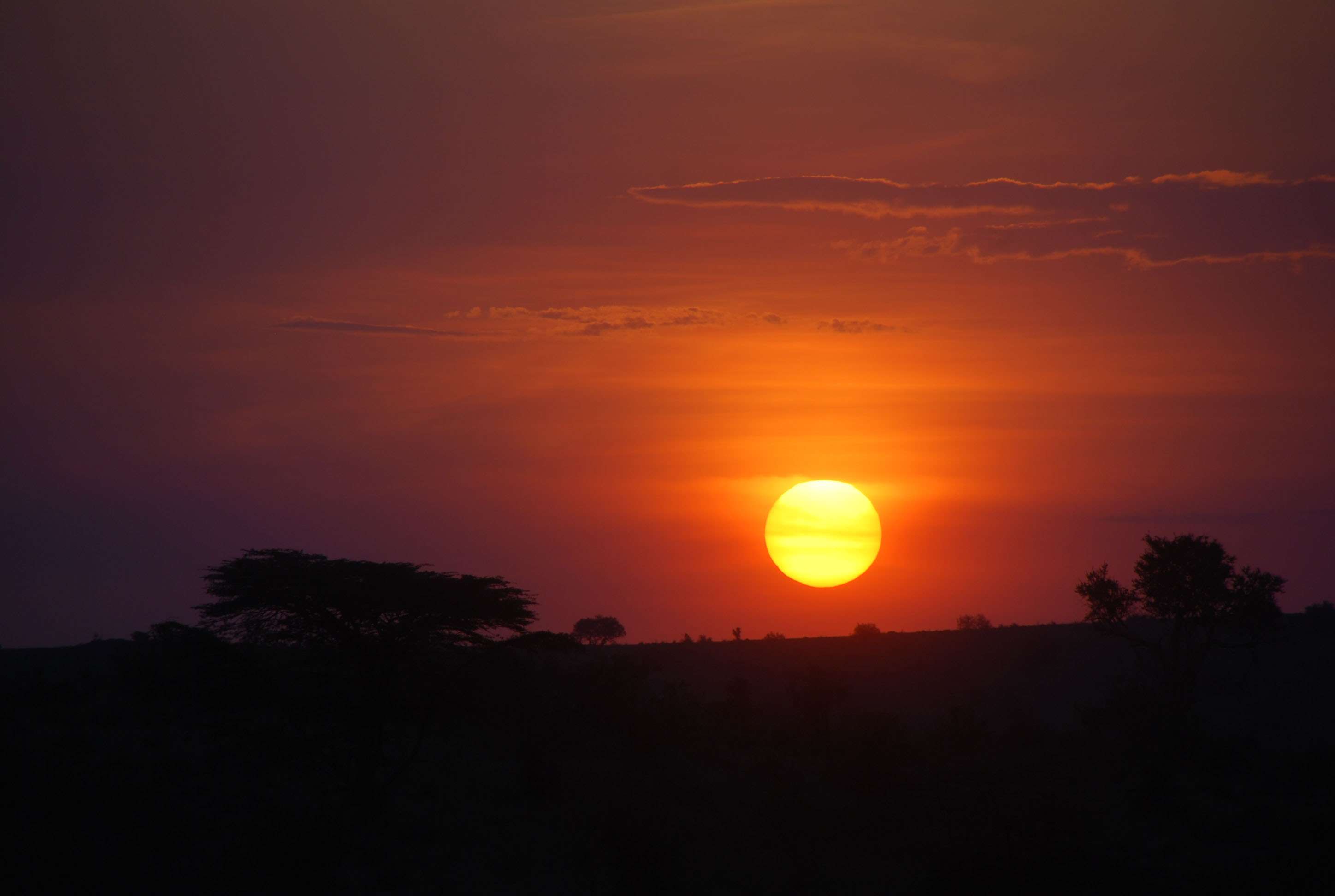Regreso al Mara - Kenia - Blogs de Kenia - En busca del rino y el pajarito Hello, Hello (18)
