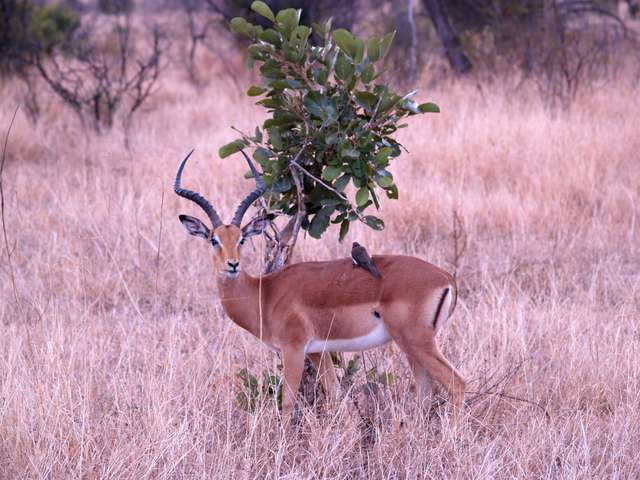 Safari en el Kruger - 18 días en Sudáfrica (1)